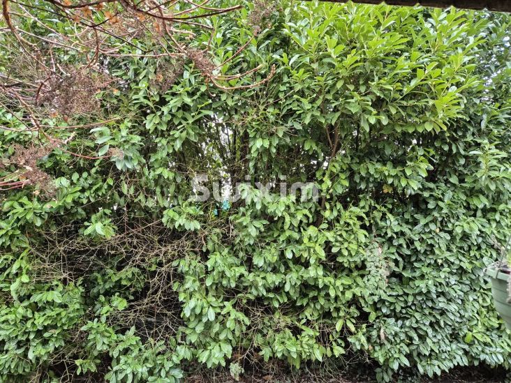 Vente Villa Meyrin 7 Pièces 200 m²