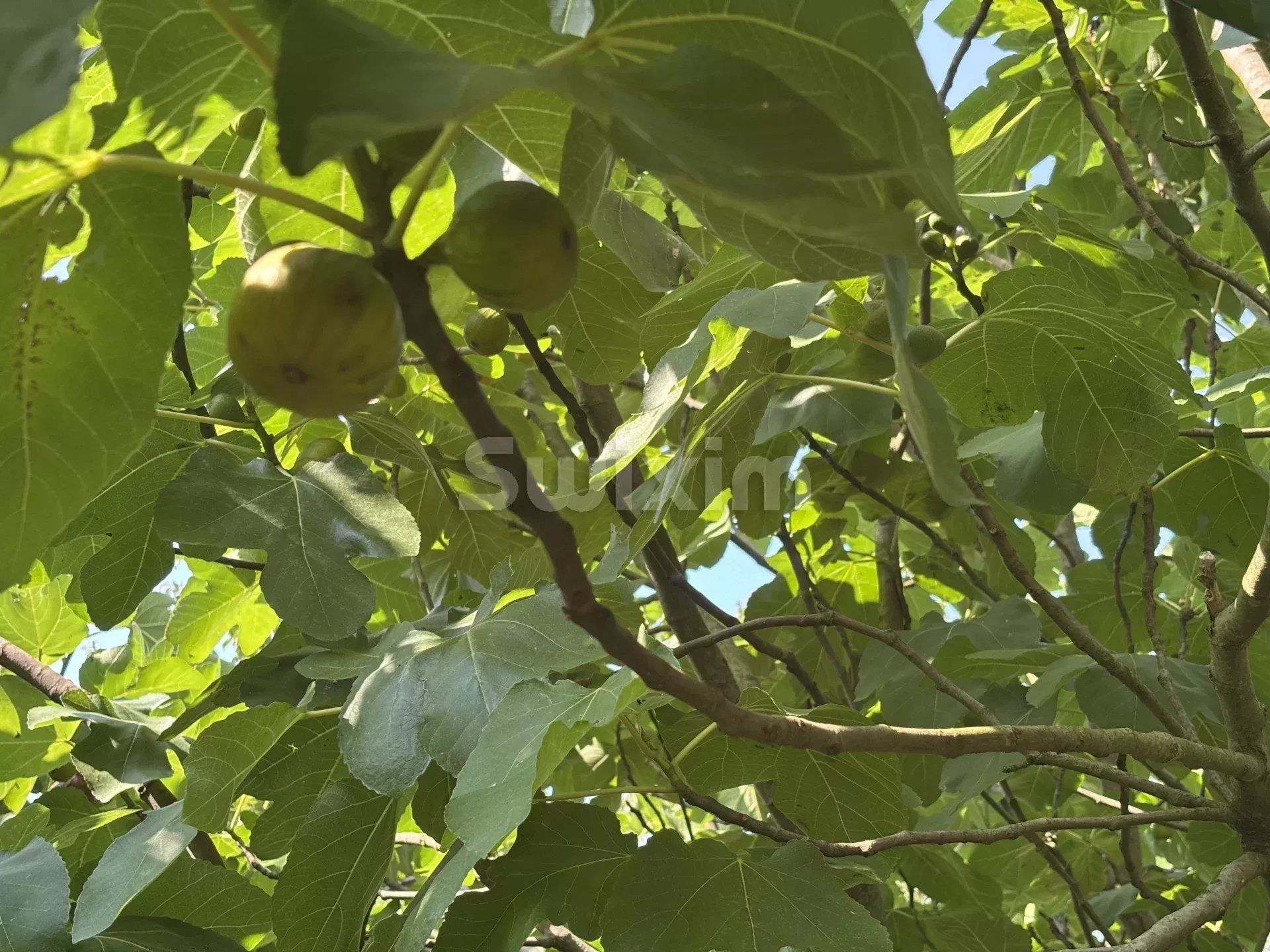 maison 5 Pièces en vente sur Précy-le-Sec (89440)