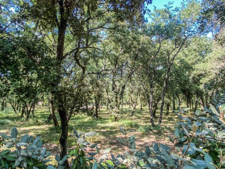 Vente Terrain Saint-Siffret 937 m²