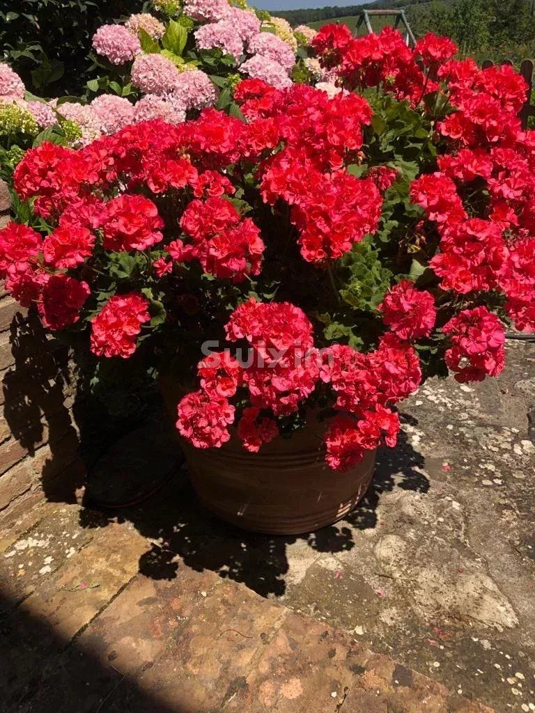 casa 6 Camere in vendita su Castelnuovo Berardenga (53019)