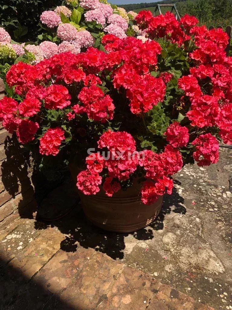 maison 6 Pièces en vente sur Castelnuovo Berardenga (53019)