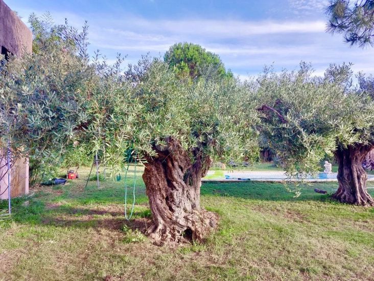 Vente Maison Montfrin 1 pièce 70 m²