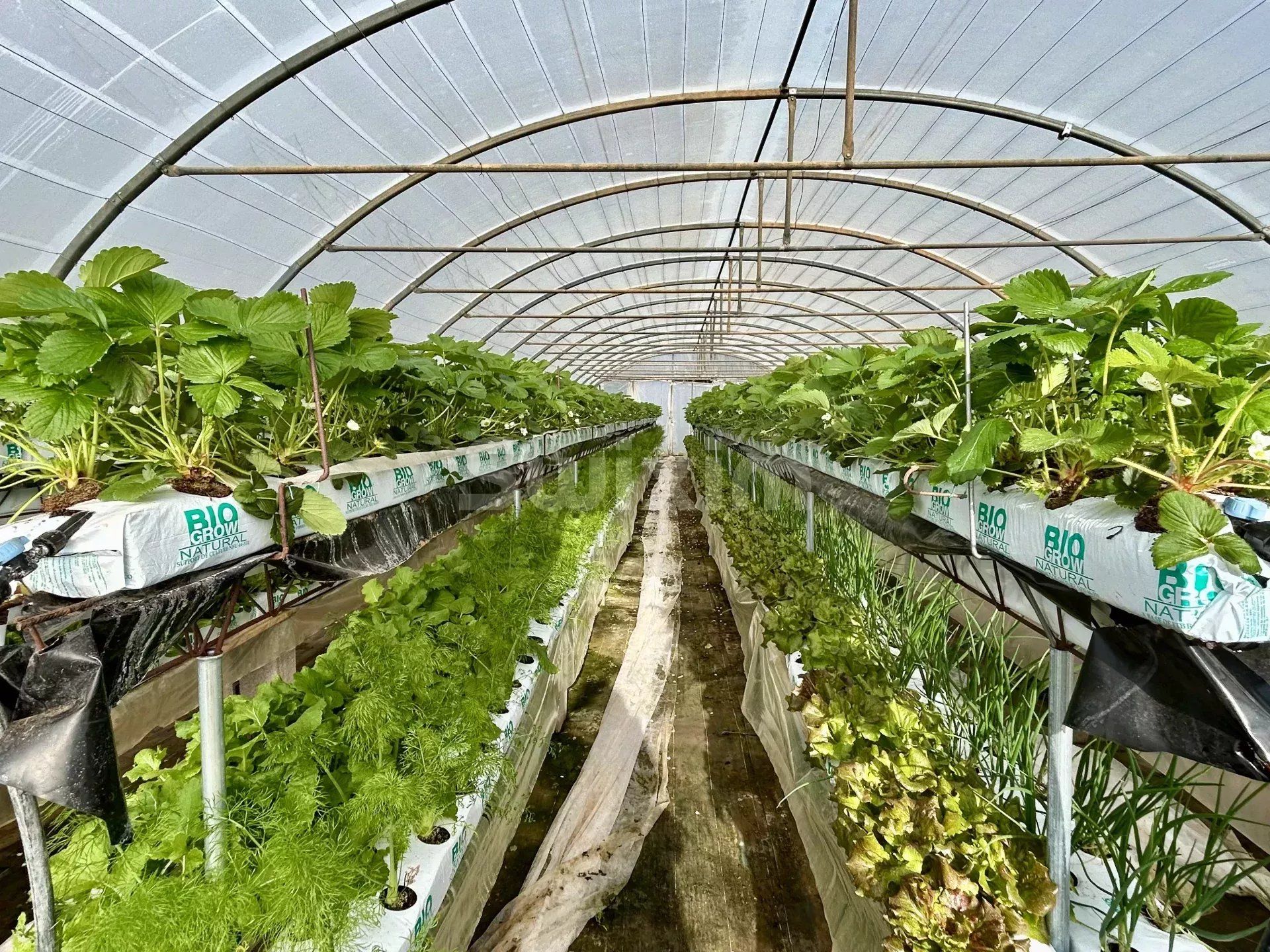 propriété viticole 4 Pièces en vente sur Lorgues (83510)