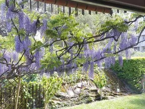 Aluguer Apartamento Veyrier 7 Quartos