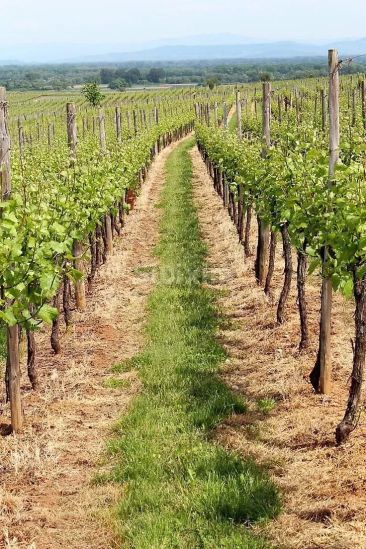 Venda Terreno Ribeauvillé 841 m²