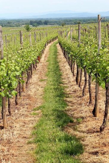 Vendita Terreno Ribeauvillé 841&nbsp;m²