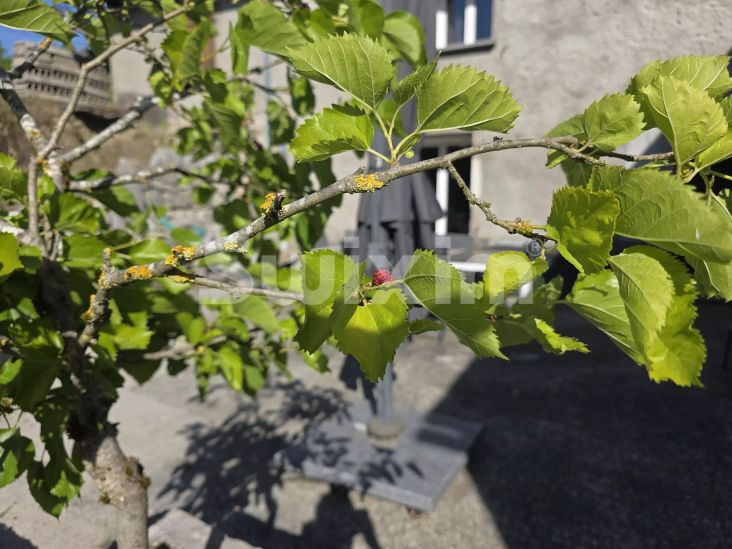 Vente Maison Aix-les-Bains 8&nbsp;Pièces 141&nbsp;m²